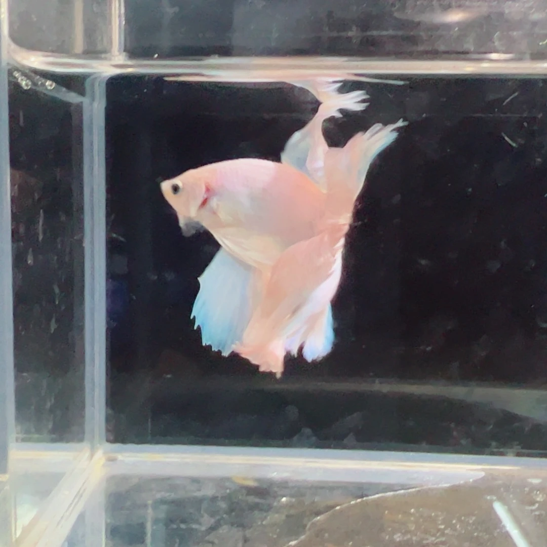 斗鱼浅色仙仙裙特殊尾