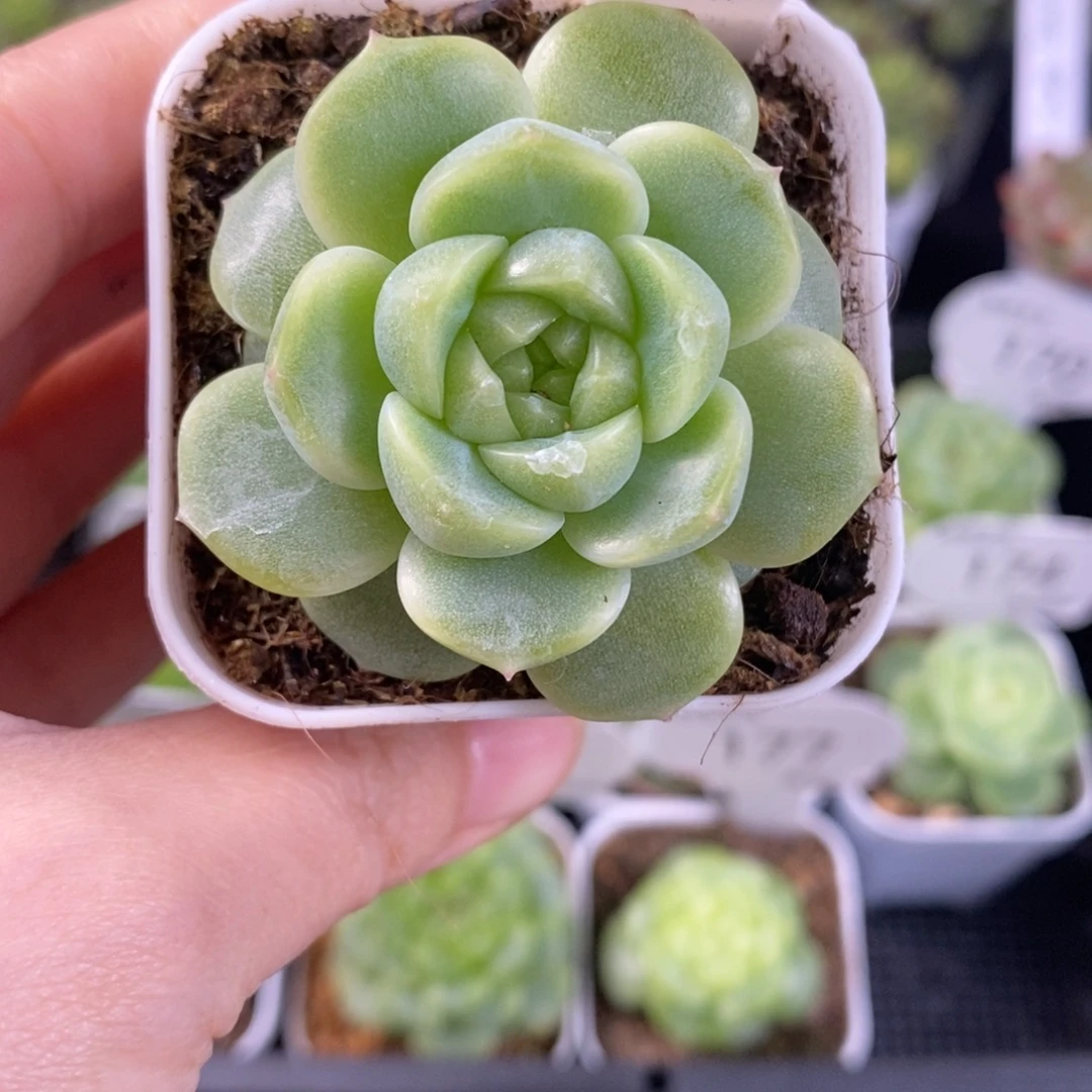 新品珍妮单头一颗178