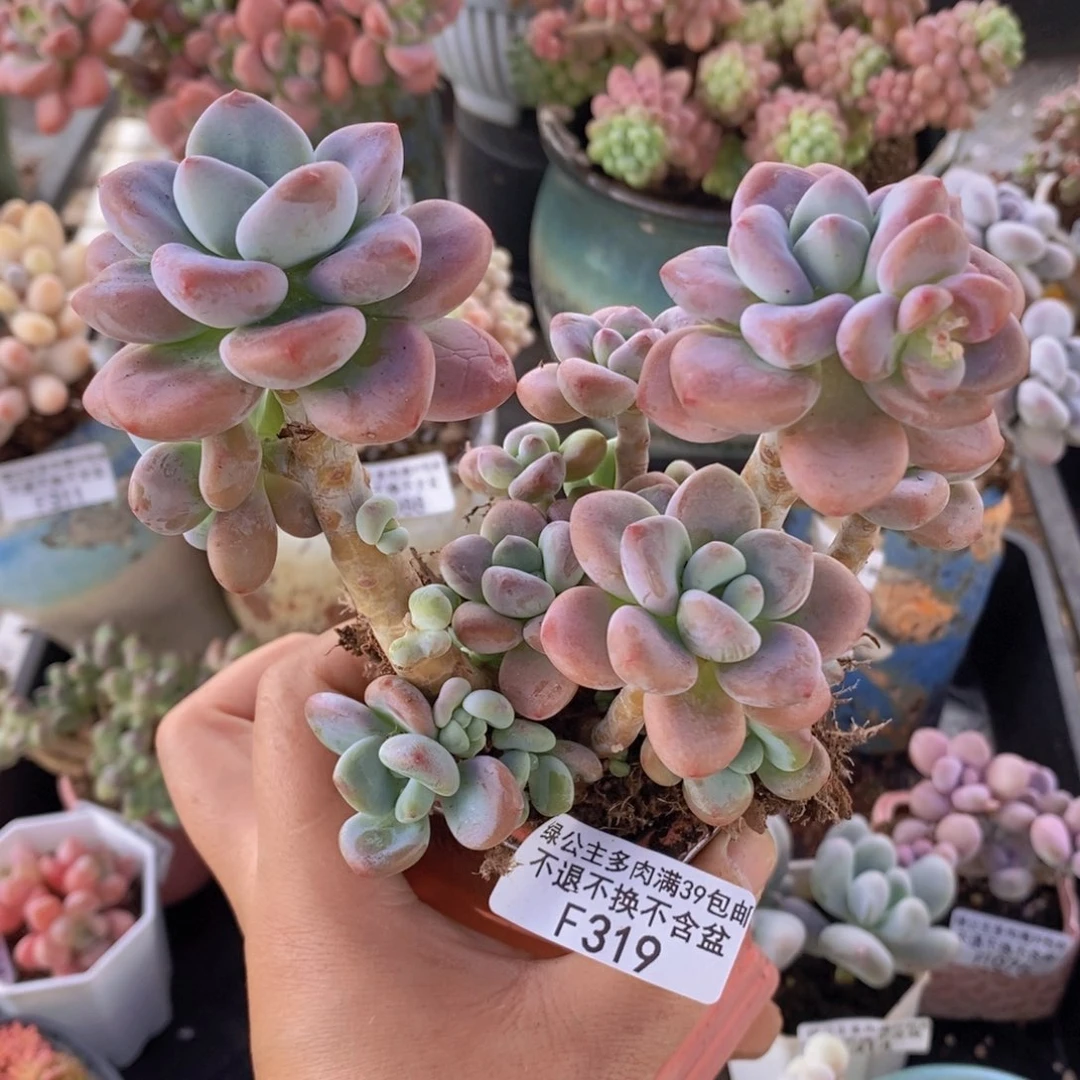 洛神14cm319多肉植物