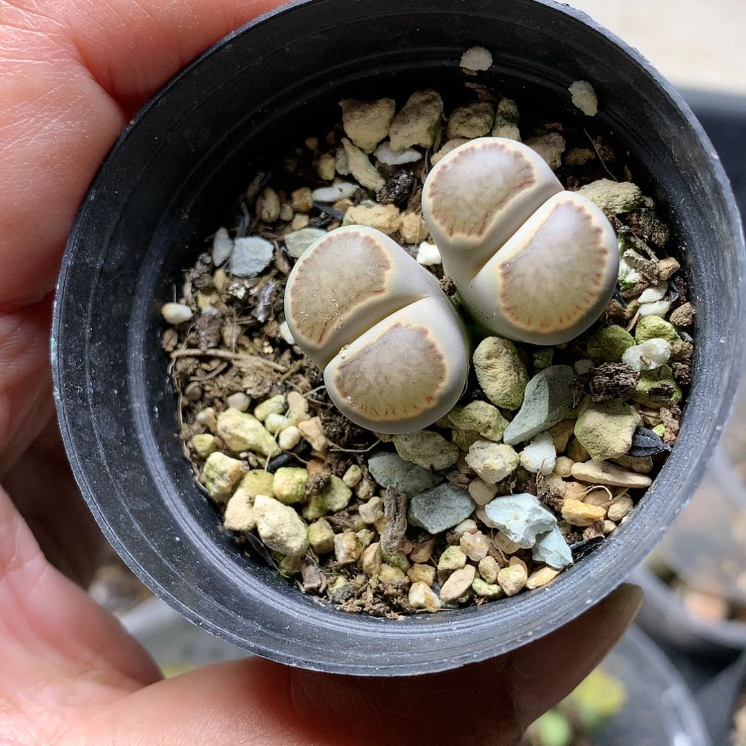 D390多肉植物保护