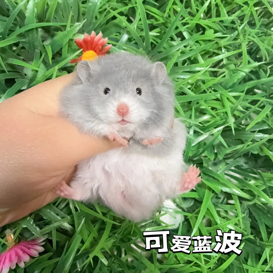 家养高品波利熊健康宠物可爱金丝熊活宠