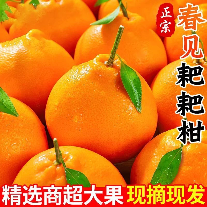 【正宗】S1四川新鲜水果春见耙耙柑橘当季新鲜时令榨汁橙子新鲜水果