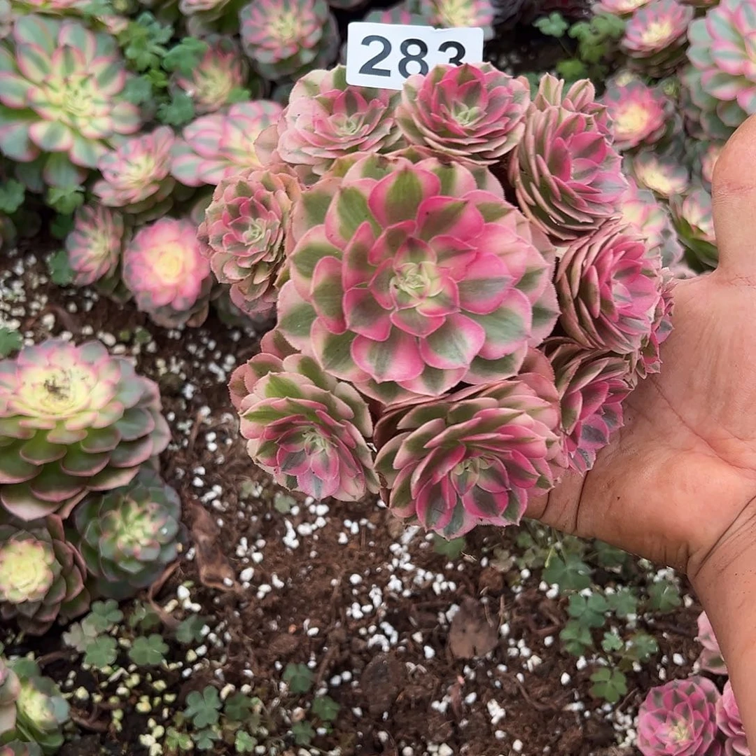 精品多肉植物283倾城