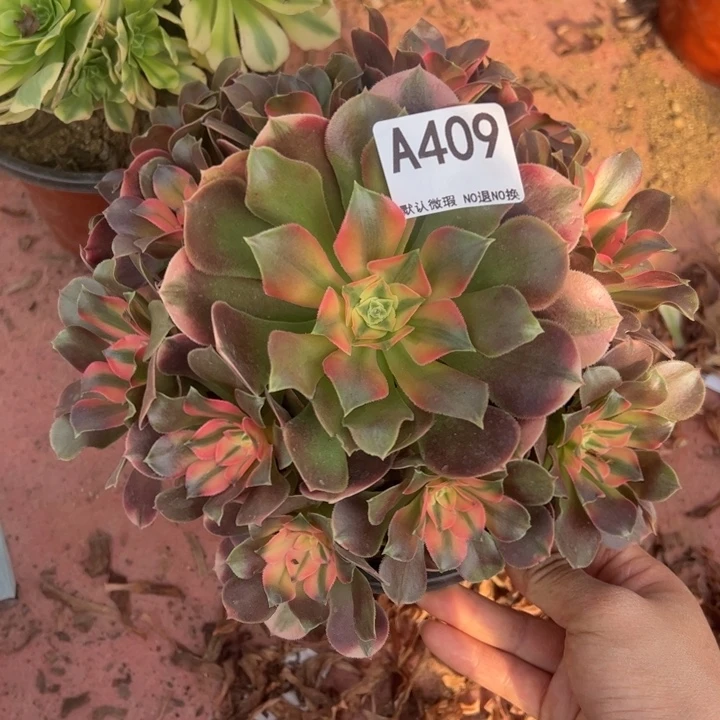 香妃多肉植物409.