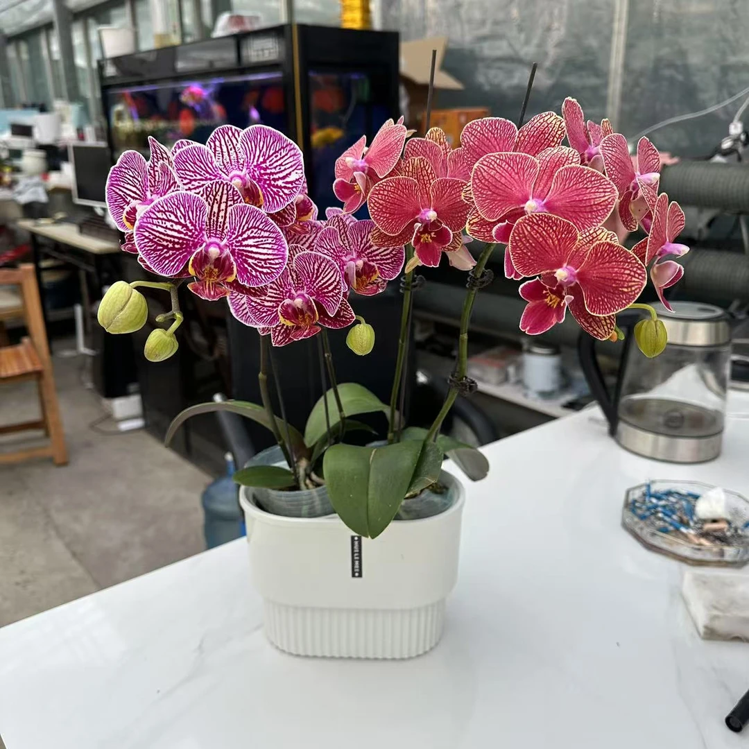 【新疆顺丰包邮】金桔+法国斑蝴蝶兰恭喜发财精品蝴蝶兰情人节乔迁