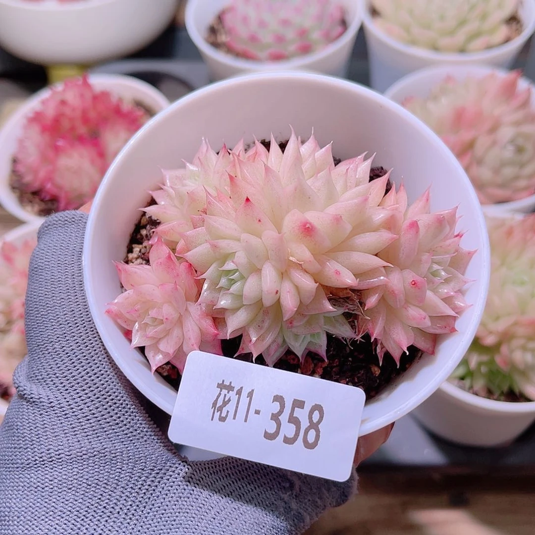 花11-358麦秆群生