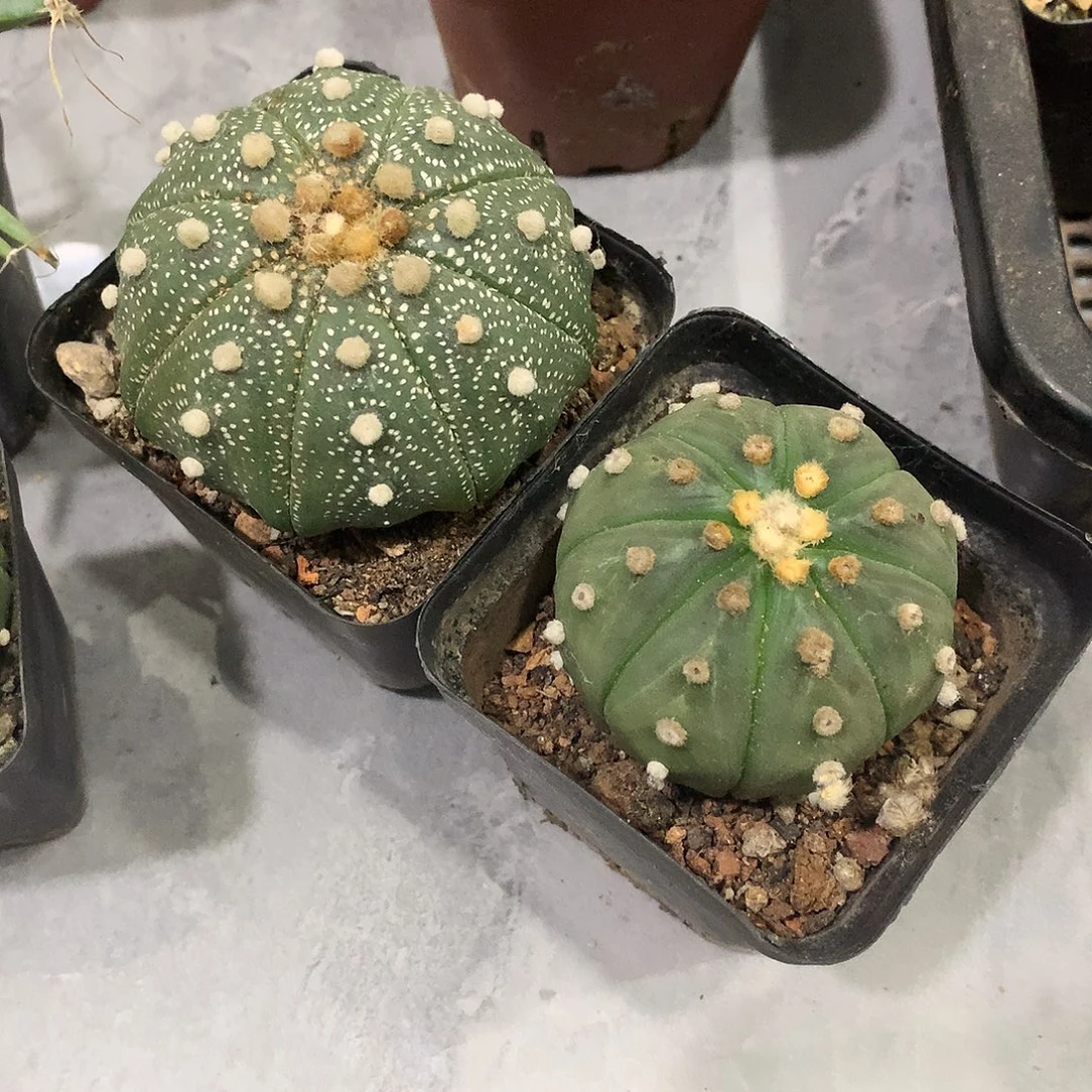 当前无花栽培后可以开花福利仙人球