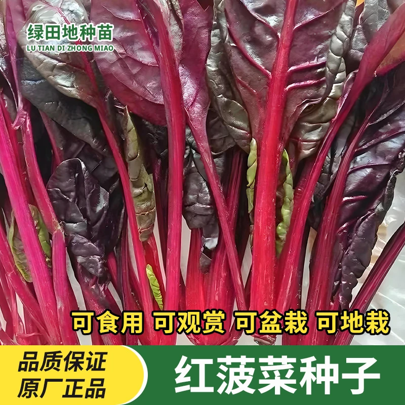 红菠菜种子紫色波菜种籽菜园阳台盆栽地栽易生长大叶蔬菜种子