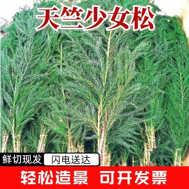 云南圣诞树材料圣诞装饰新鲜天然绿色天竺少女开业庆典