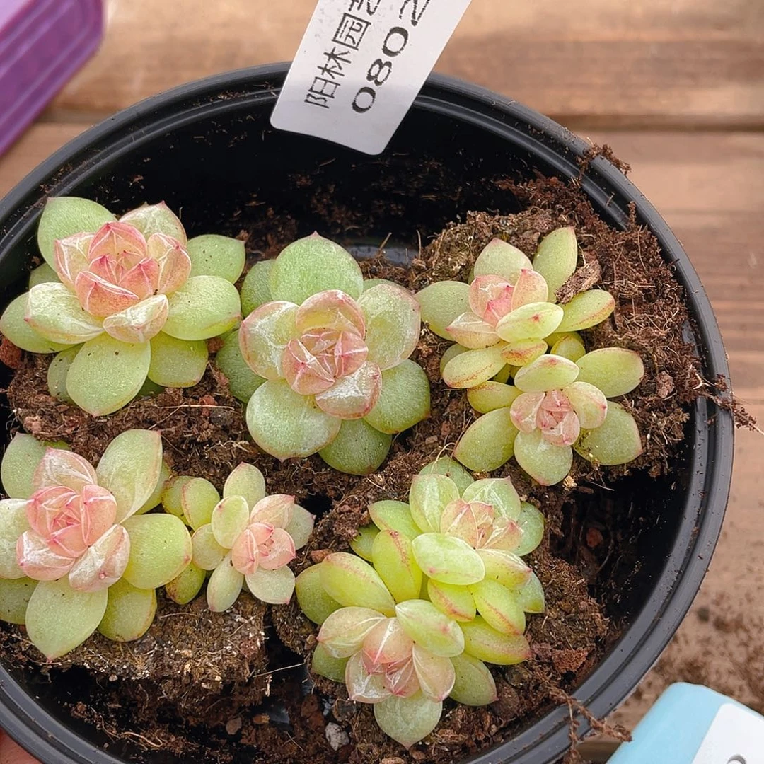 多肉植物多肉植物802