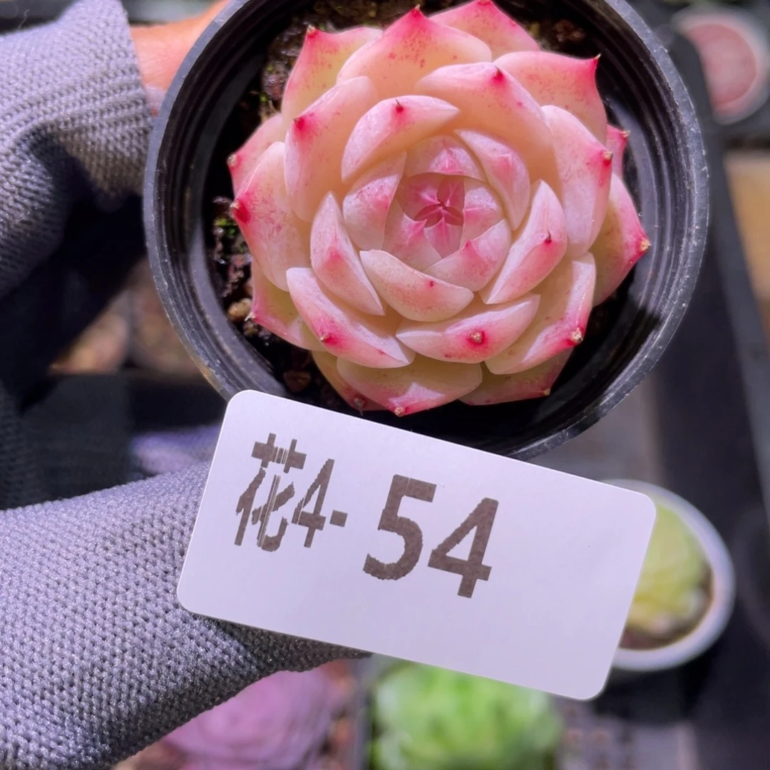 花利美 4-54新品