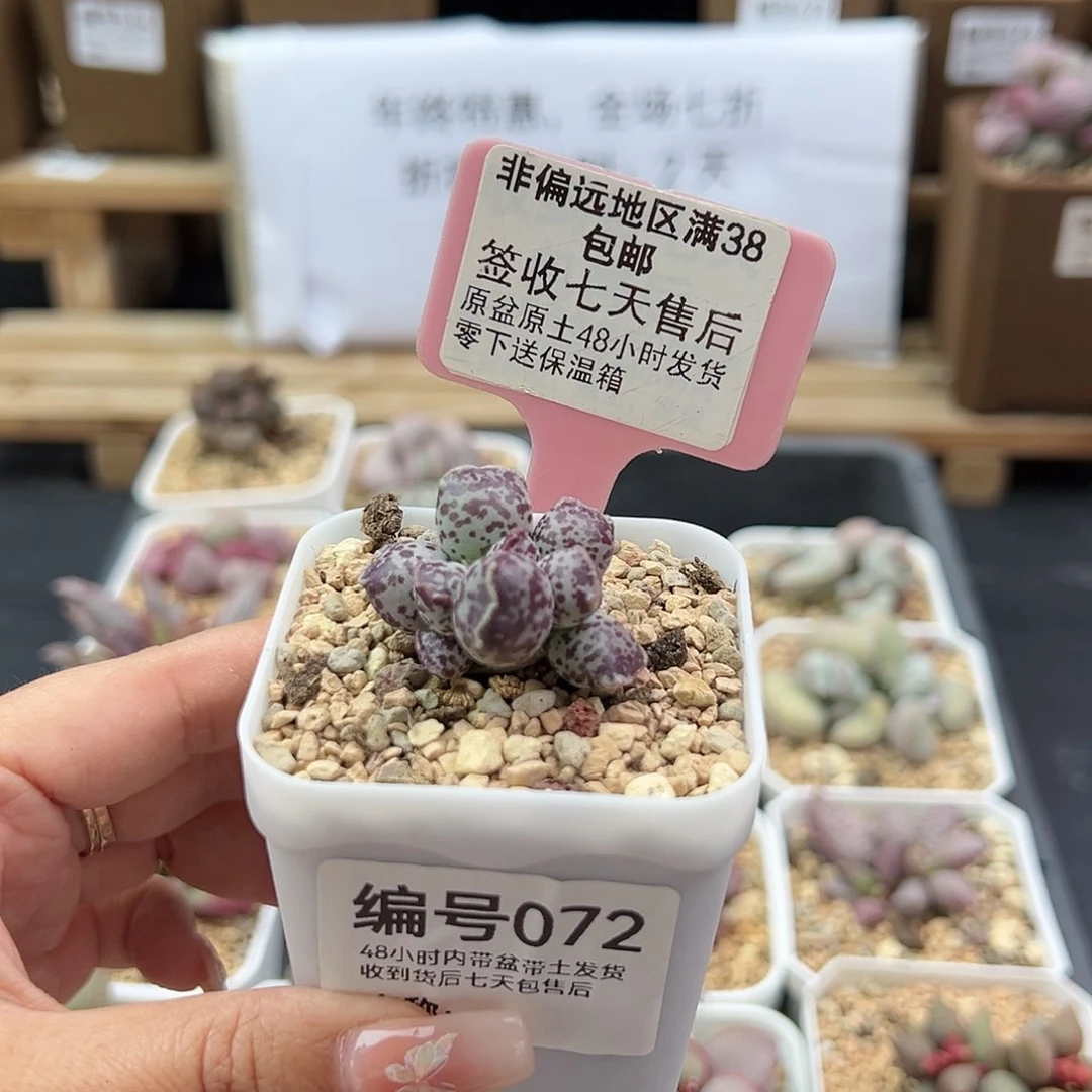 072达摩海豹多肉植物