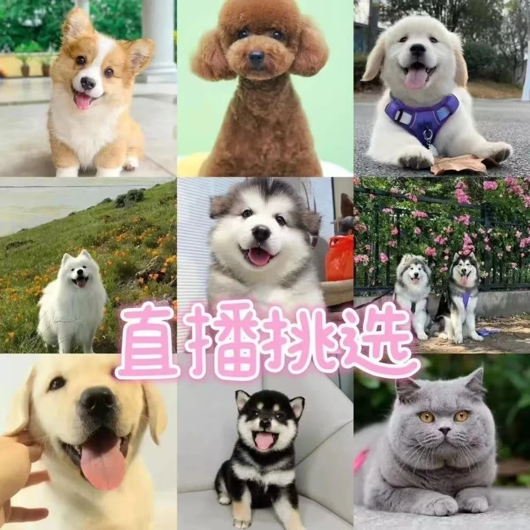 -宠物狗狗泰迪比熊金毛边牧等活体