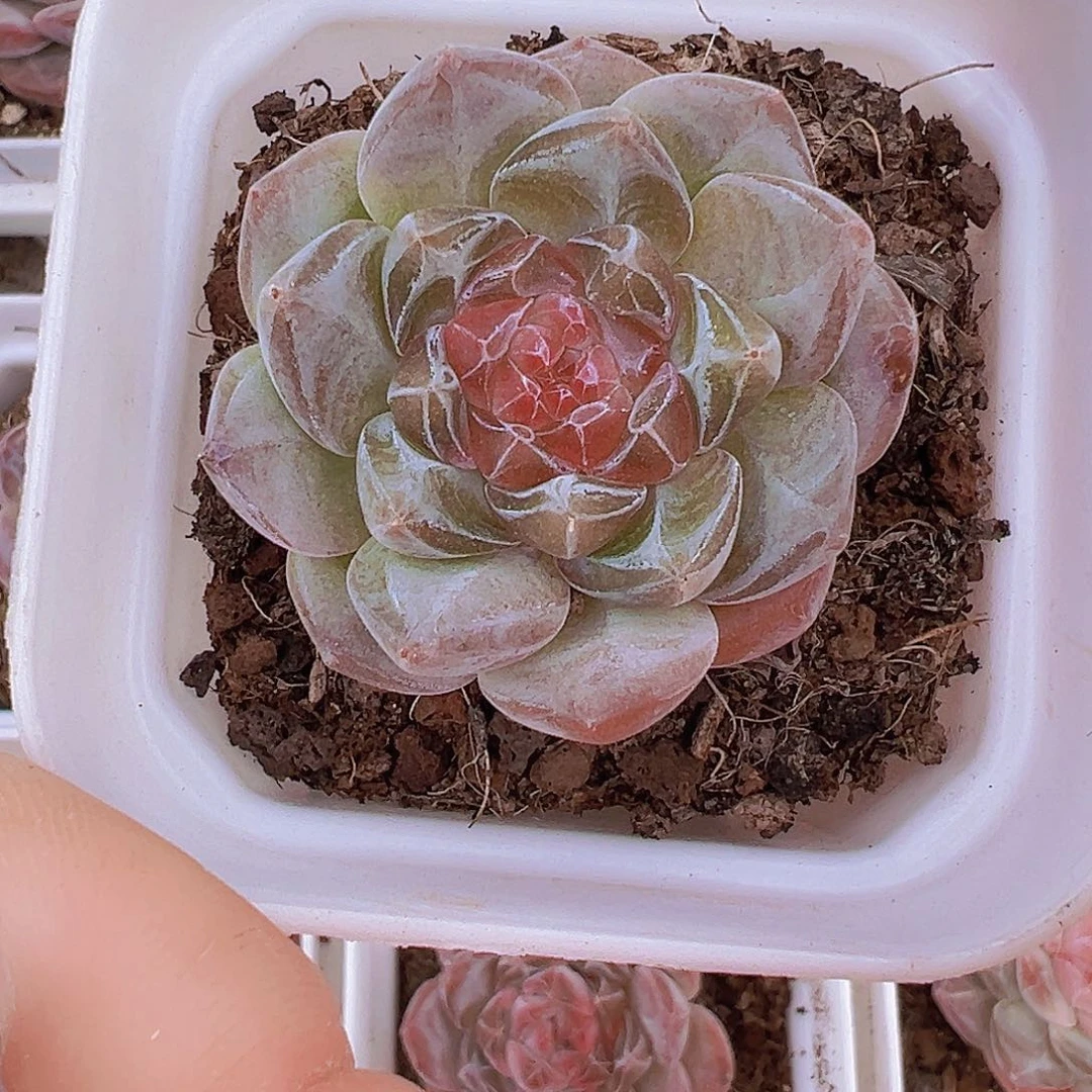 精品糖心19包邮多肉植物
