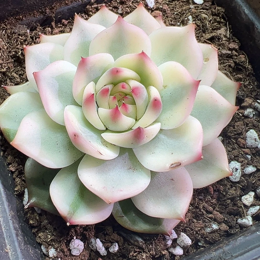 吉娃娃宽锦多肉植物