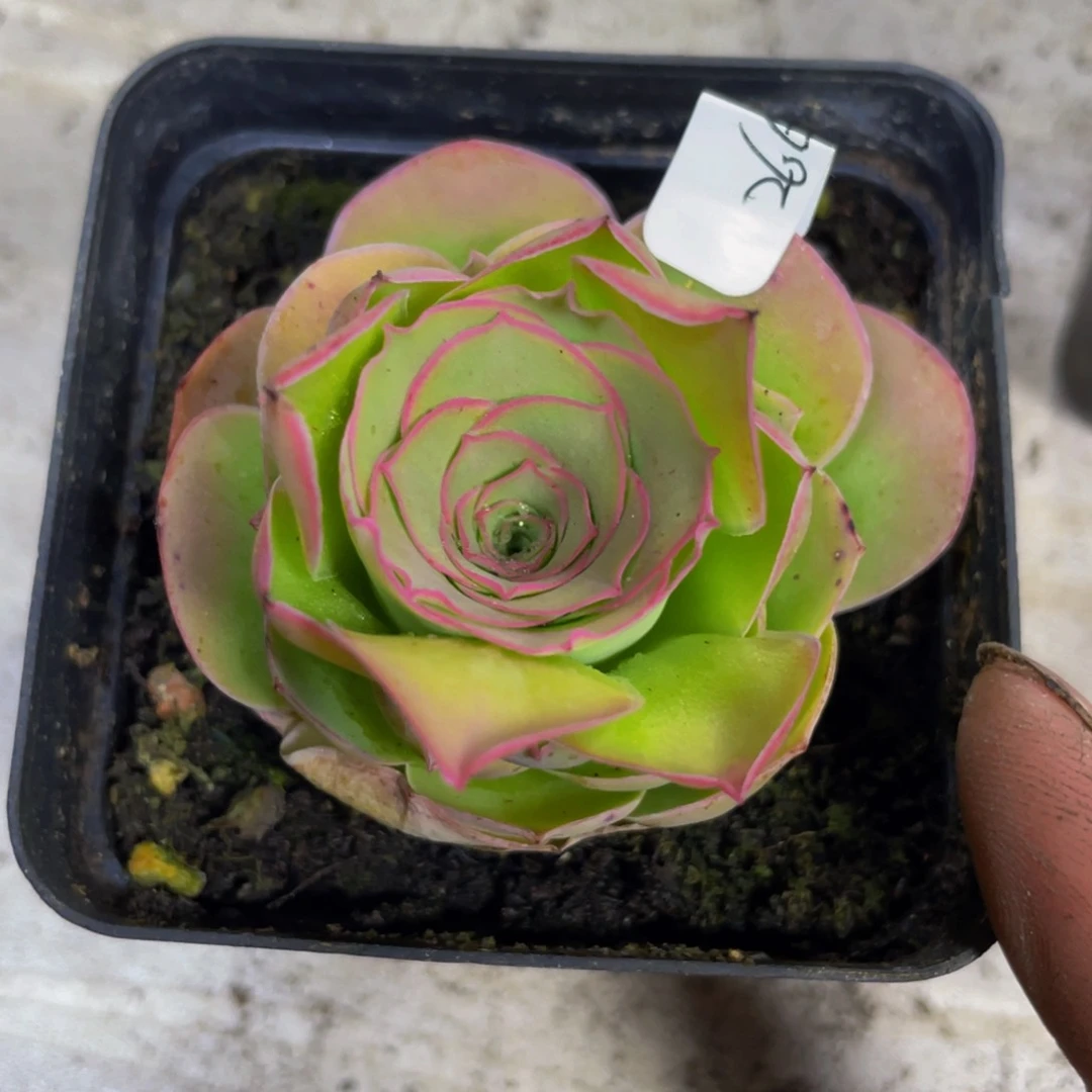 黄帕266多肉植物