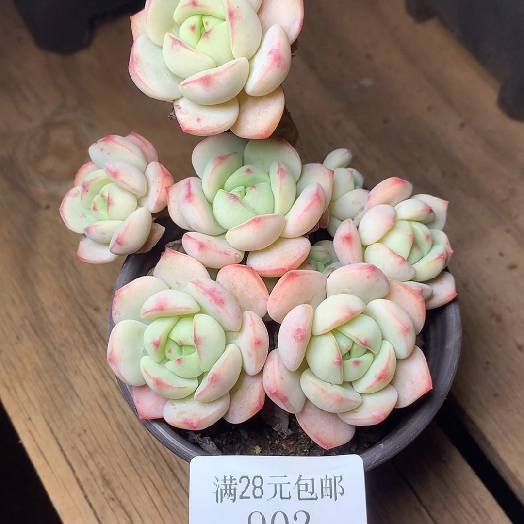 【闪购商品】云902号香草
