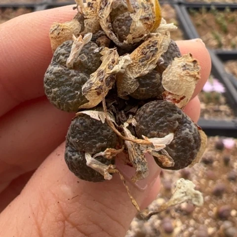 41 好看的多肉冲冲冲，有瑕疵