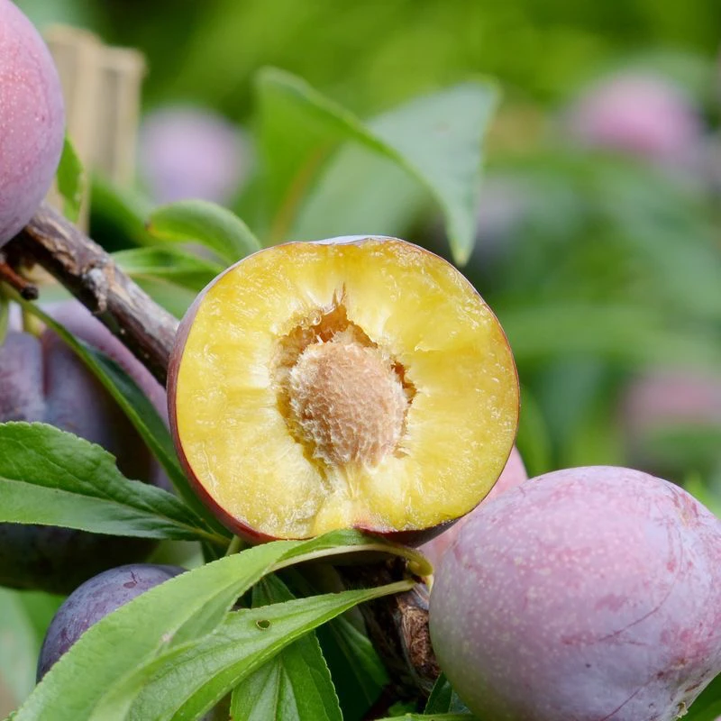 汉源小脆红新鲜李子脱骨李当季酸甜水果脆甜李子5斤产地包邮