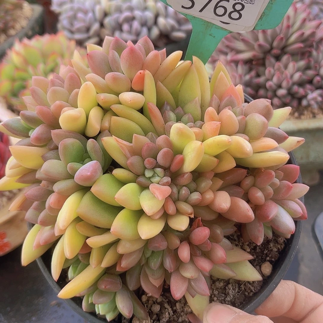 5768贵妃美人多肉植物