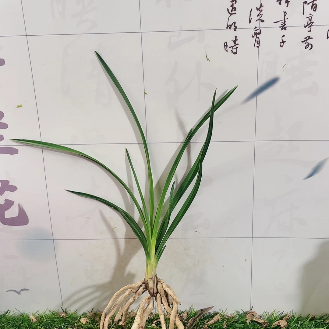 一***尘完全开放兰花兰花