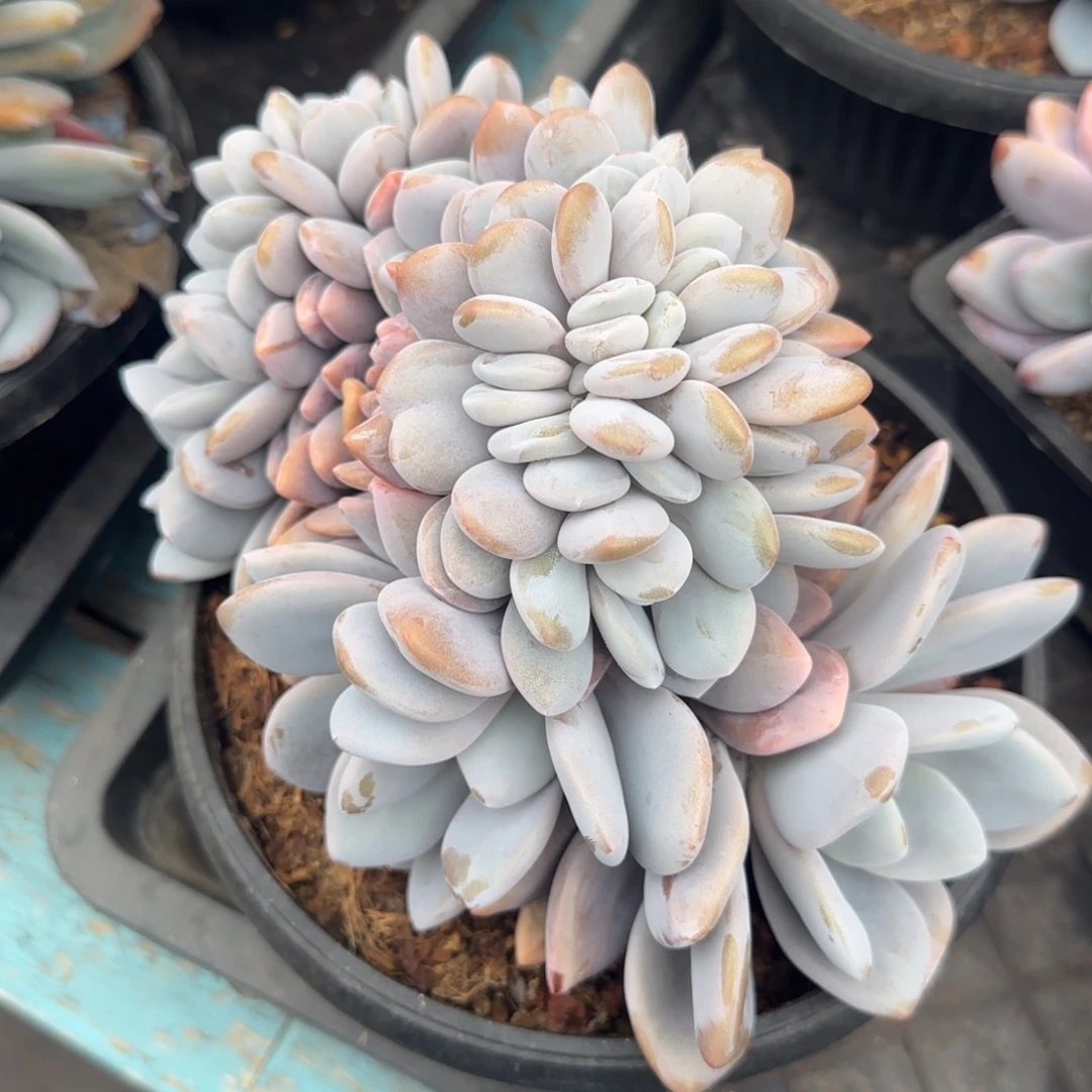 多肉植物一物一拍