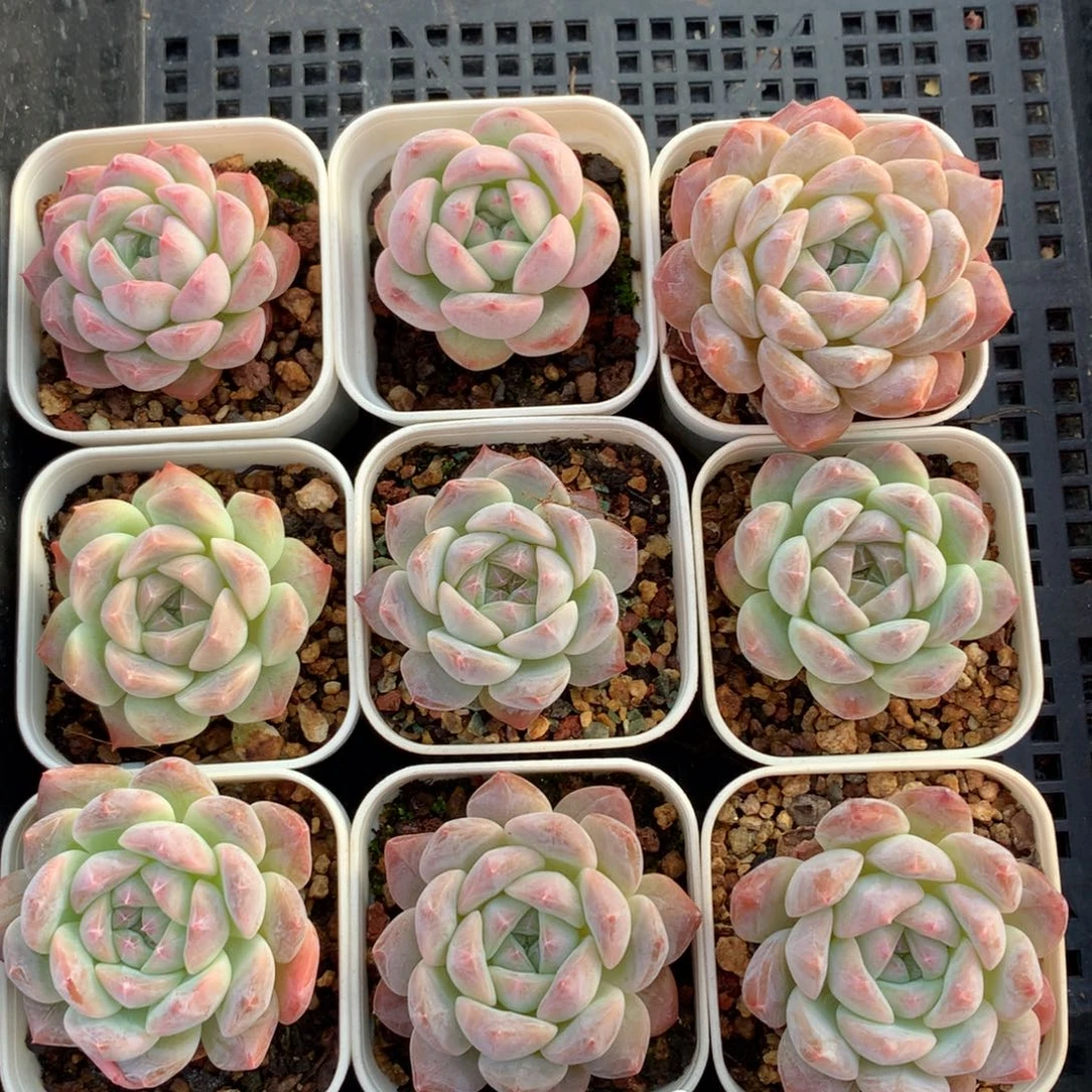 1111-45 套餐一组