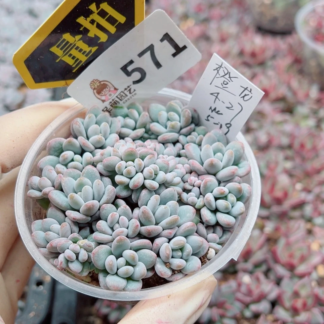 多肉植物多肉植物
