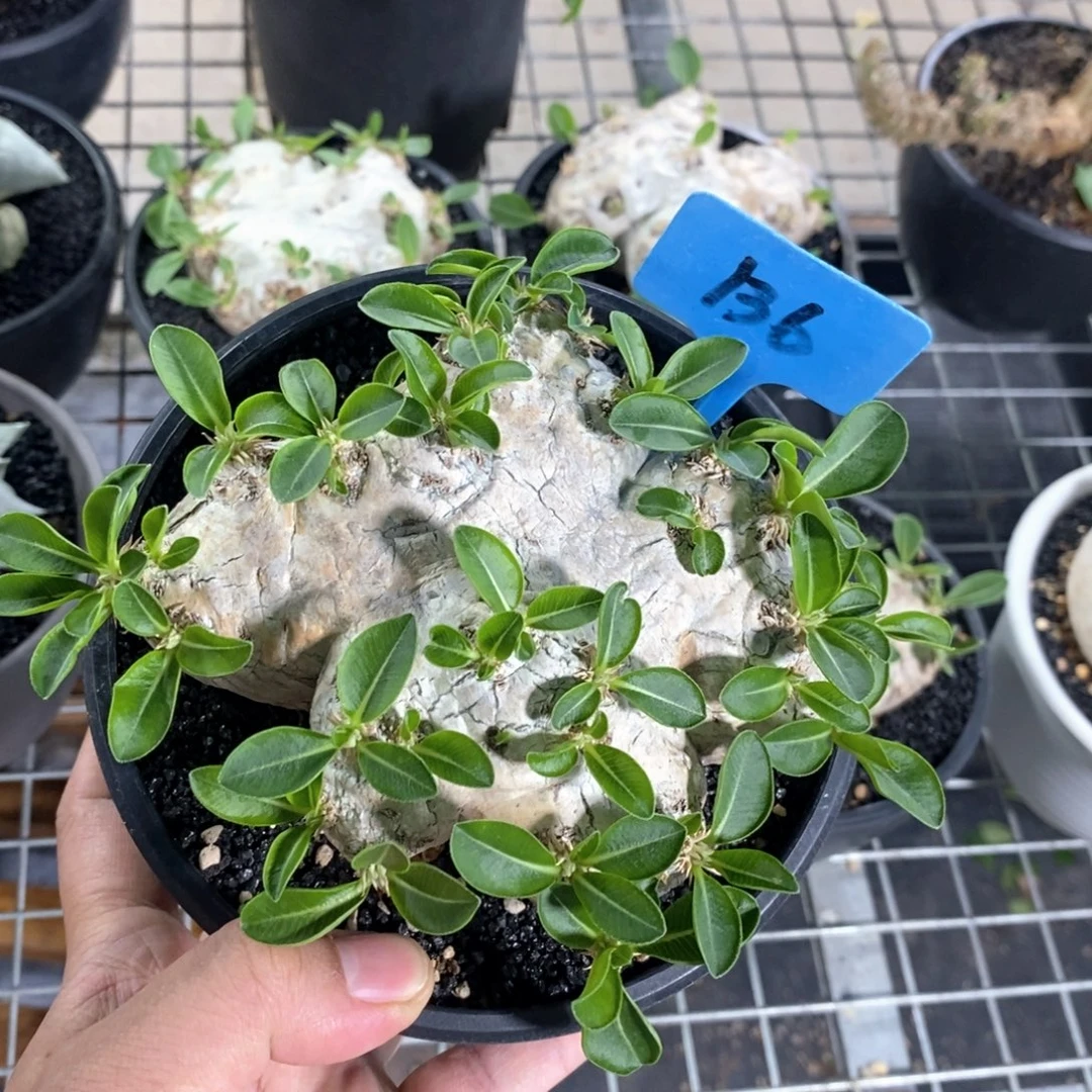 产地惠比须笑多肉植物