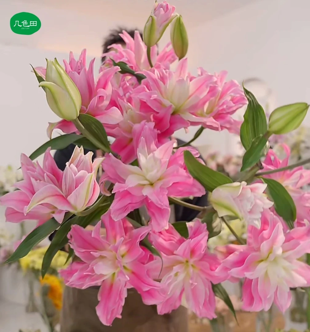 S级多头九尾红狐----重瓣百合云南直发鲜花云南花插花鲜花