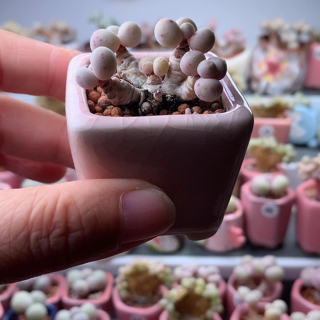 蛋黄奶酪带盆发货