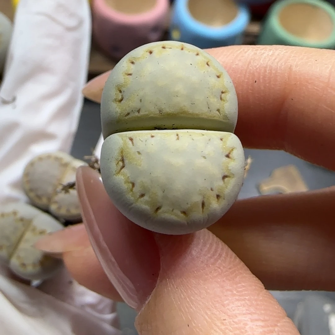 晚***庭10.6。   215。  9005