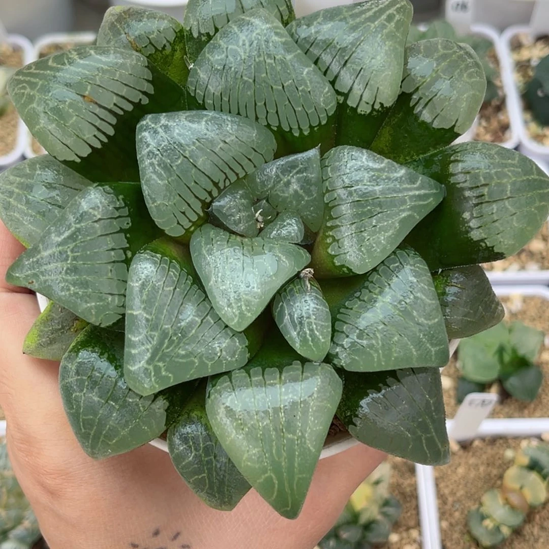 673大型丸叶克哈哈哈哈哈哈