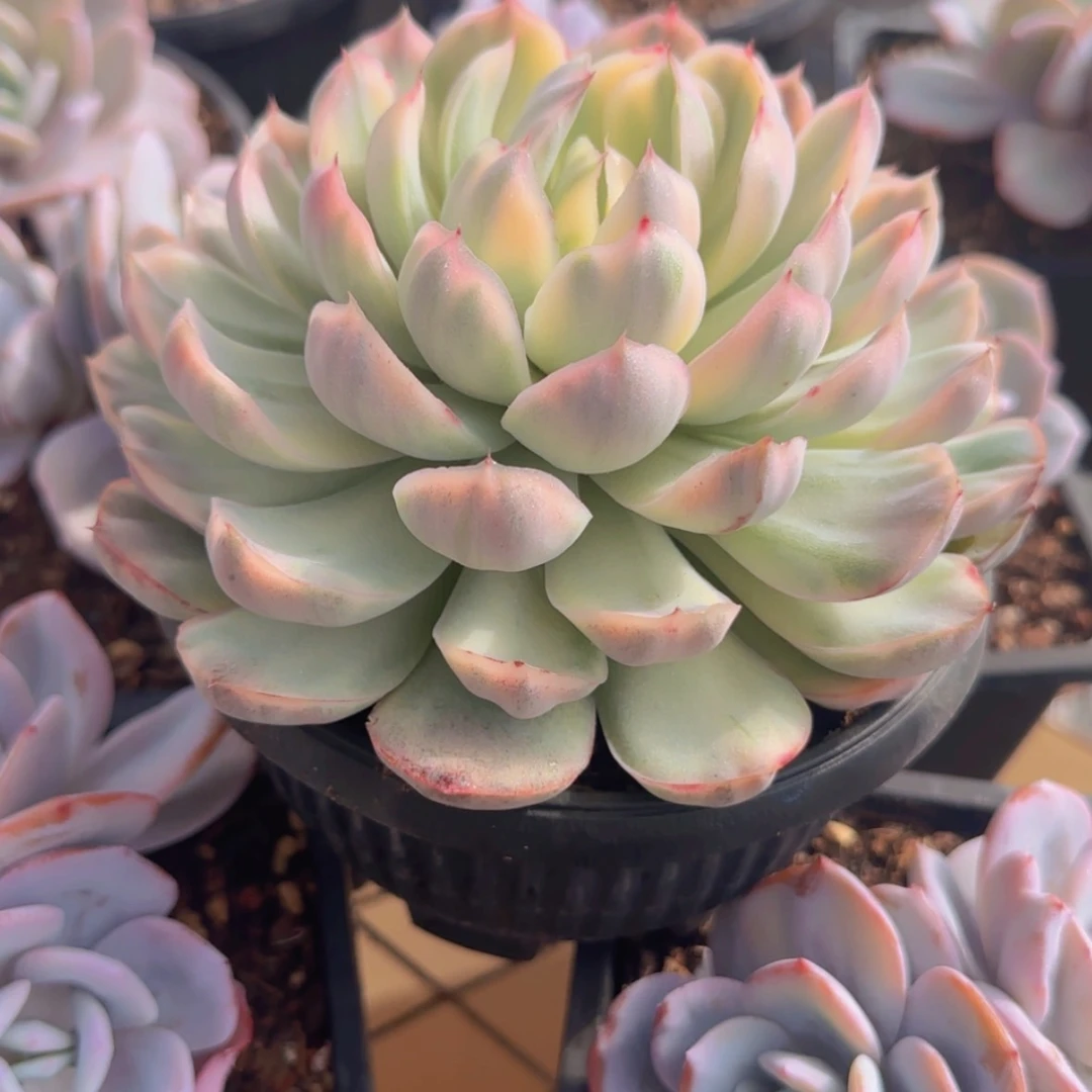 【闪购商品】草莓蛋糕锦39.9