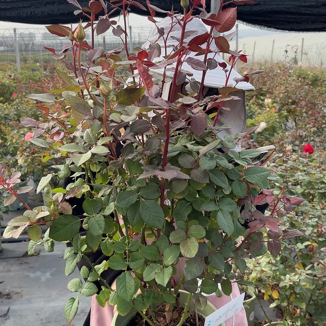 橙色未来3加仑根接苗子