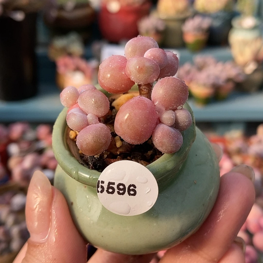 5596水光腰子蛋带盆土