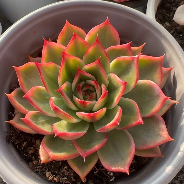 桃花锦一物一拍锦龙