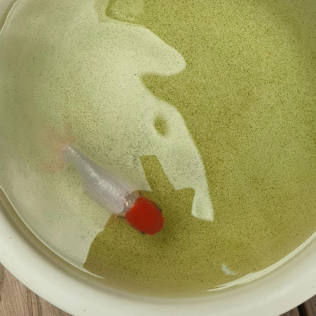 金鱼鹅头红金鱼一条一条