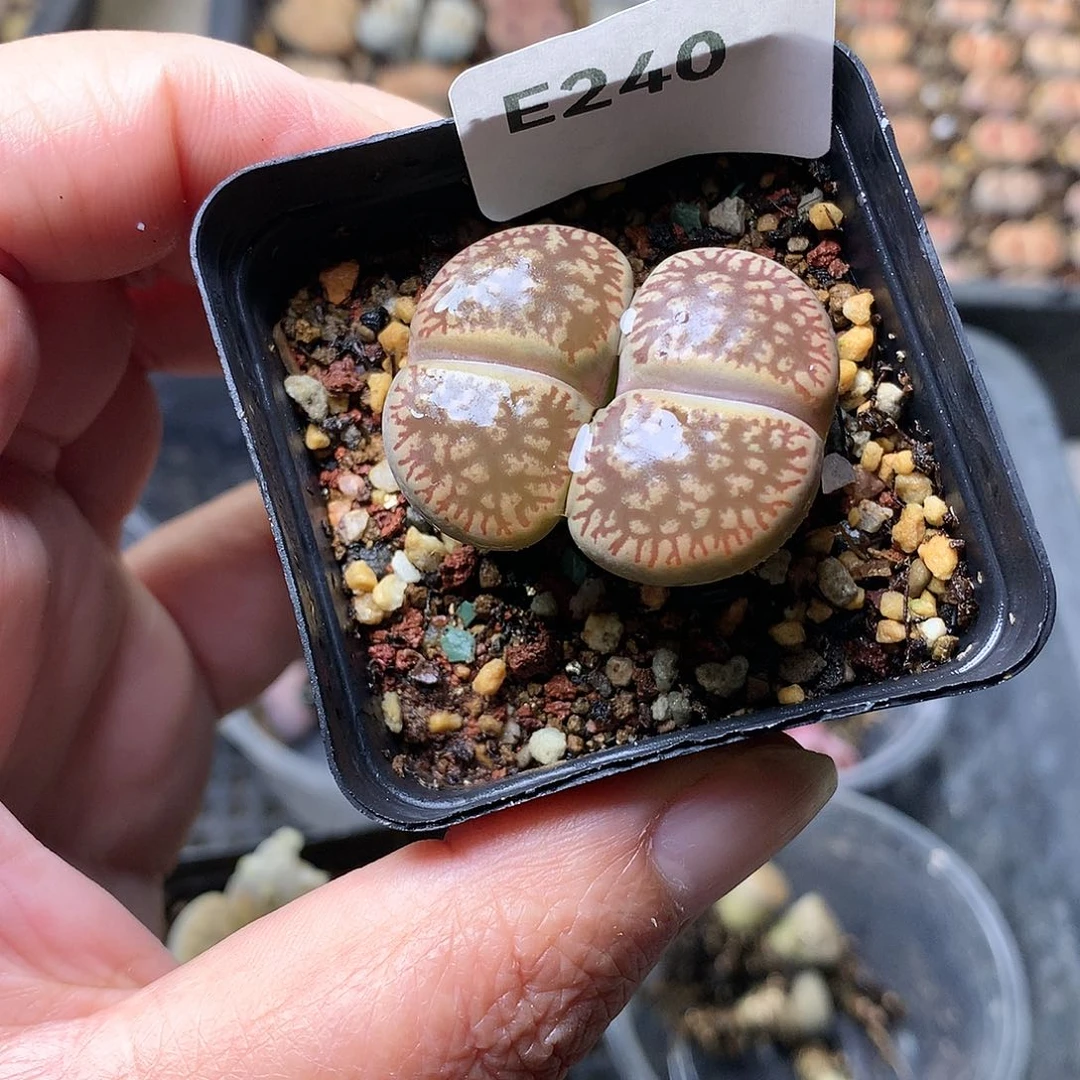 E240多肉植物保护研究所
