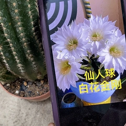 白金刚仙人球，etyiopp