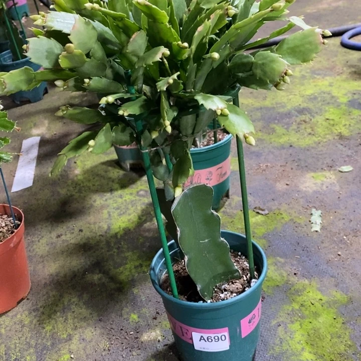 当前无花栽培后可以开花上**水690雅思