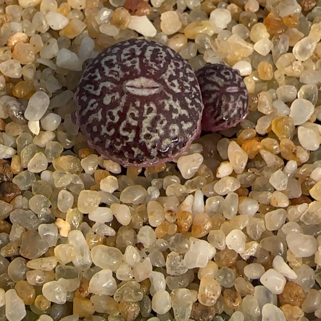 1.28新年大福多肉超墨175号