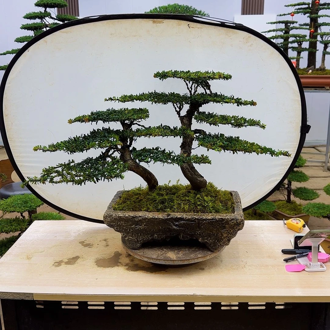 盆景直播间一物一拍