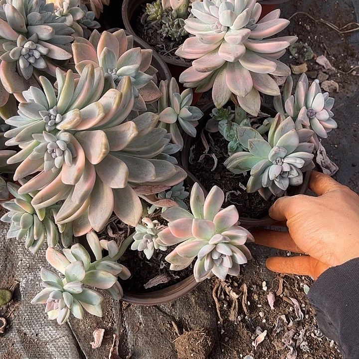 淡雪景2颗9.99多肉植物精品