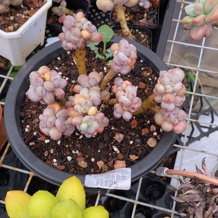 苹果奶10cm125多肉植物