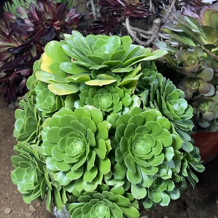 多肉植物绿羊绒22