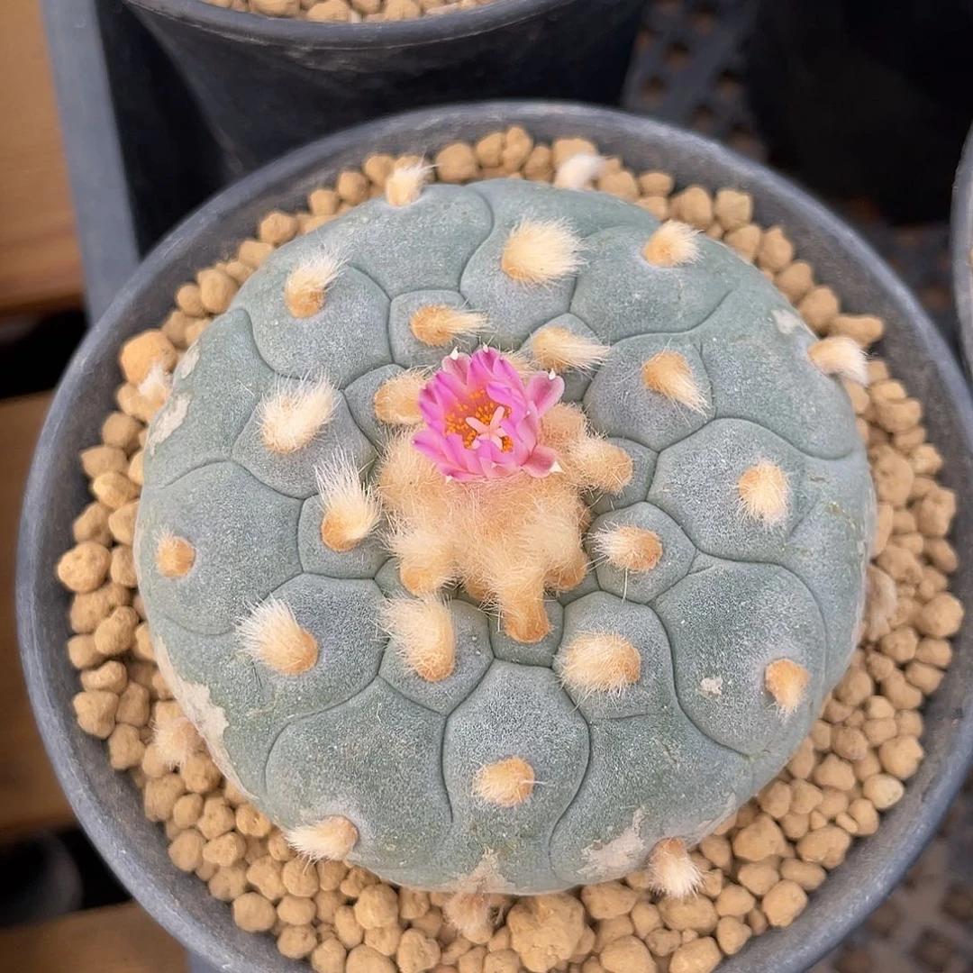 仙人球无刺草球海鲜实生7.3厘米