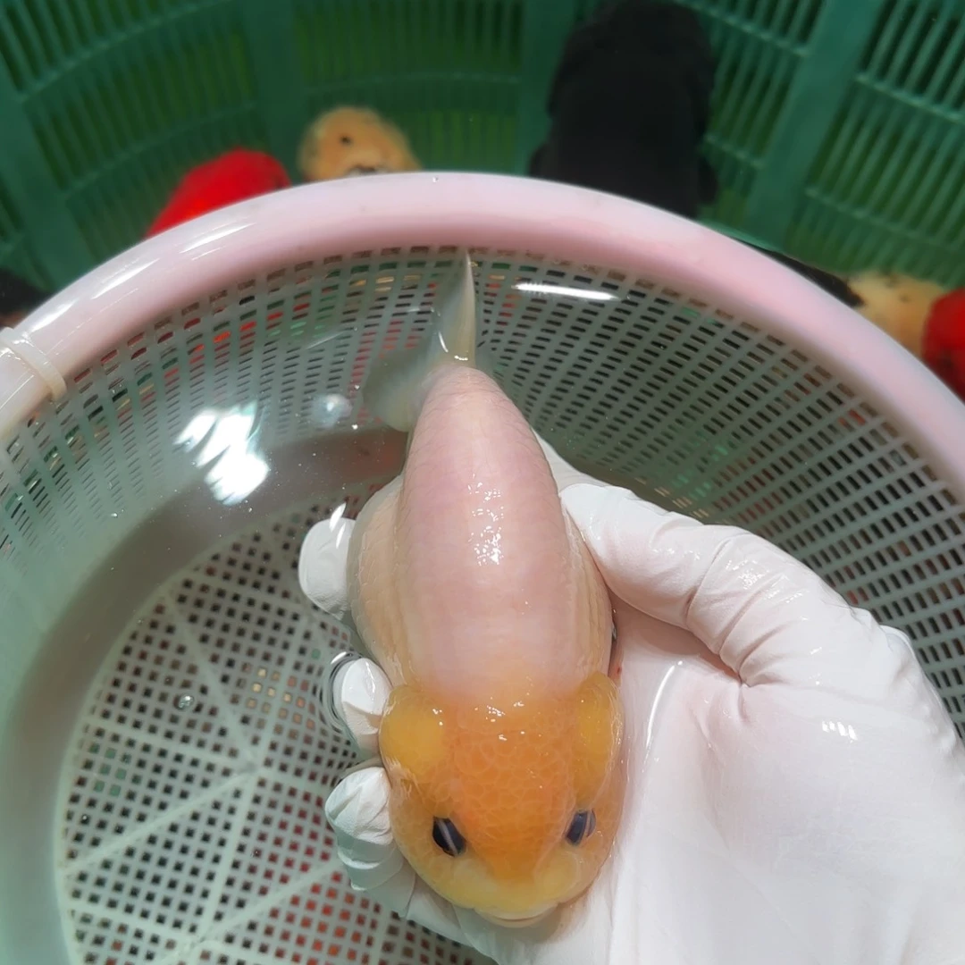 金鱼运费自理不包邮