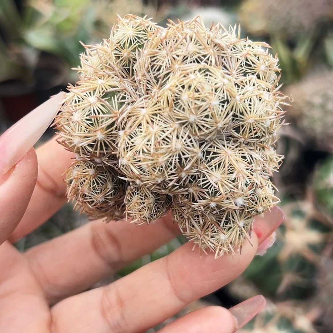 紫王子仙人球666666666