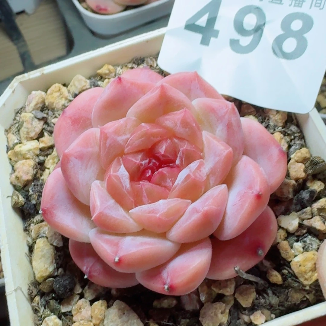 西瓜冰魄      愿你一路坦途，乘风破浪展宏图